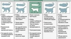 Cum de a cita pisica: metode eficiente de cântărire pentru animalele de companie